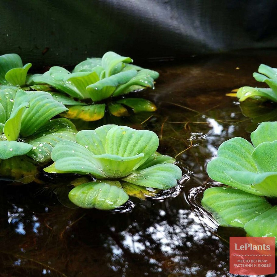 Пистия телорезовидная (водяной латук)
