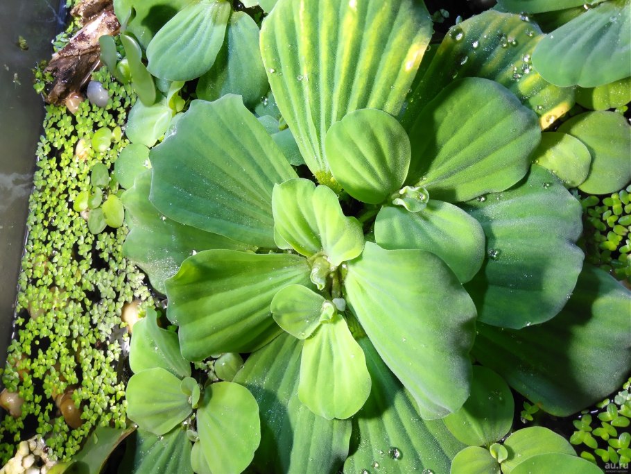 Пистия телорезовидная Pistia Stratiotes