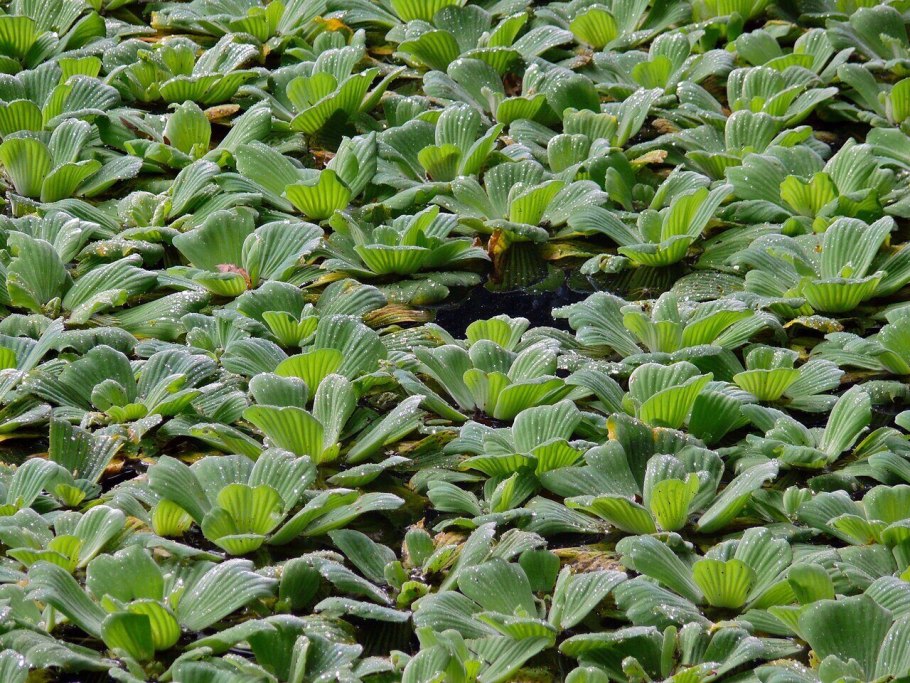 Пистия кустиков