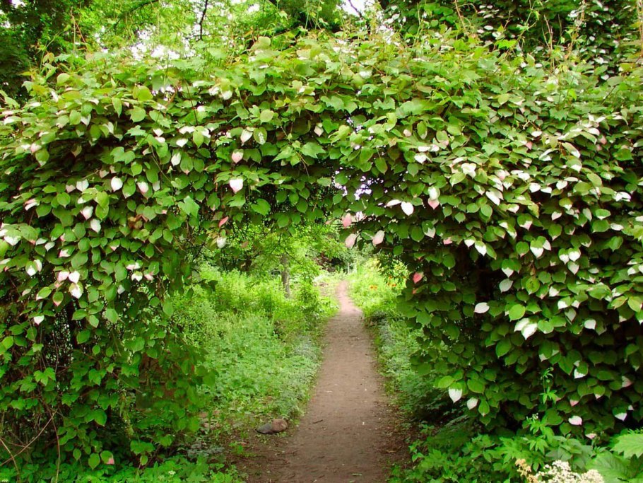 Лиана актинидия