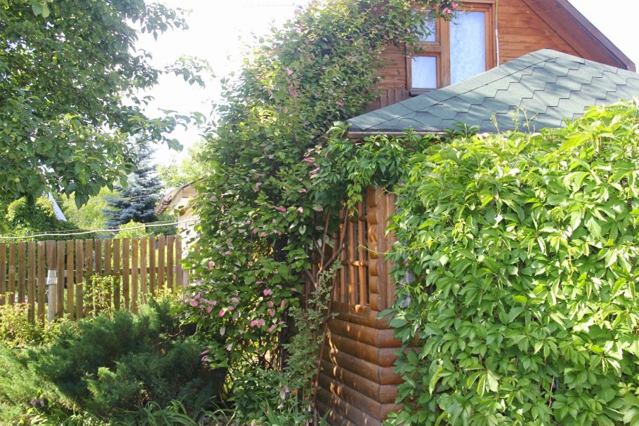 Пергола для актинидии