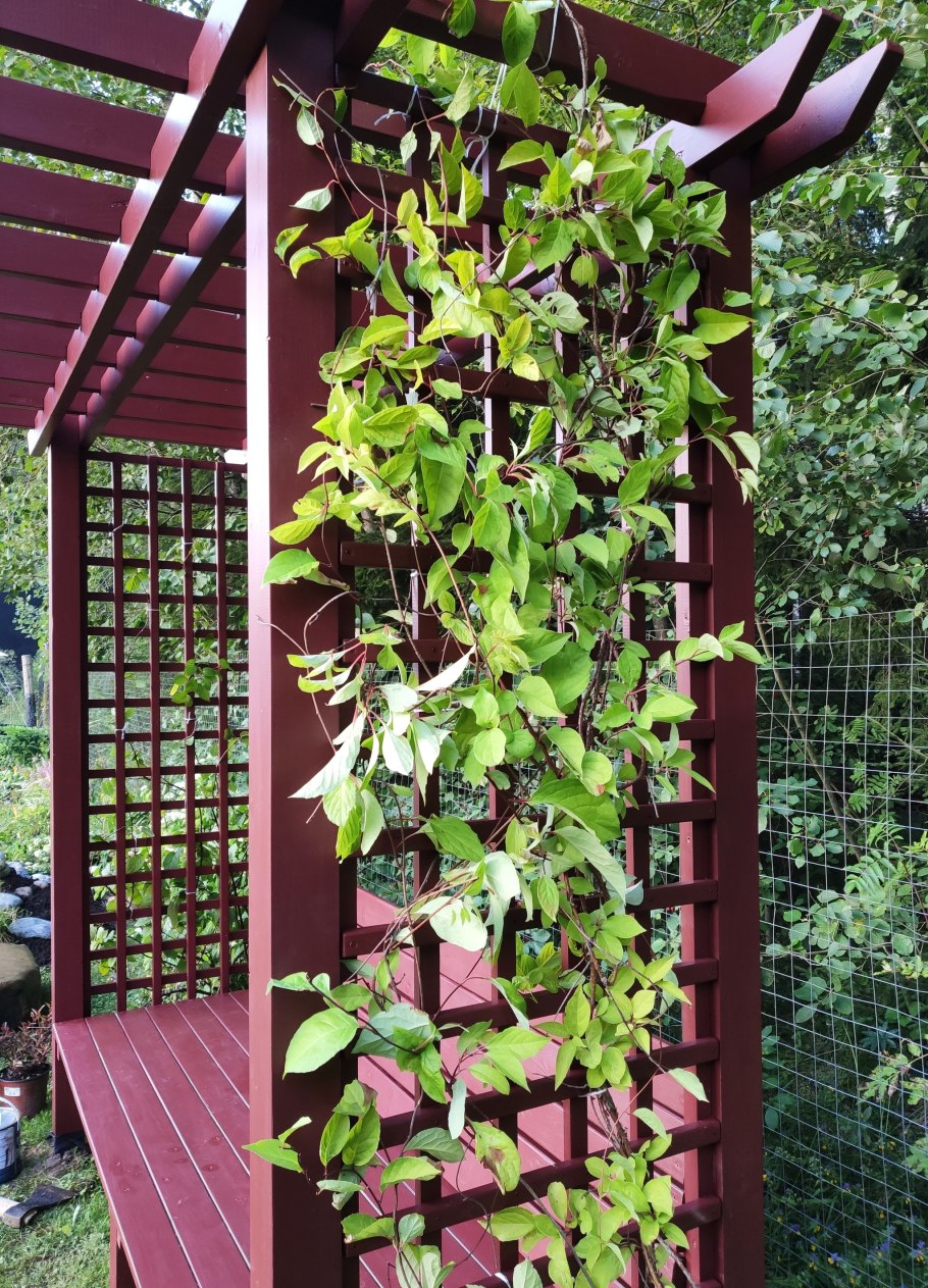 Актинидия коломикта на перголе