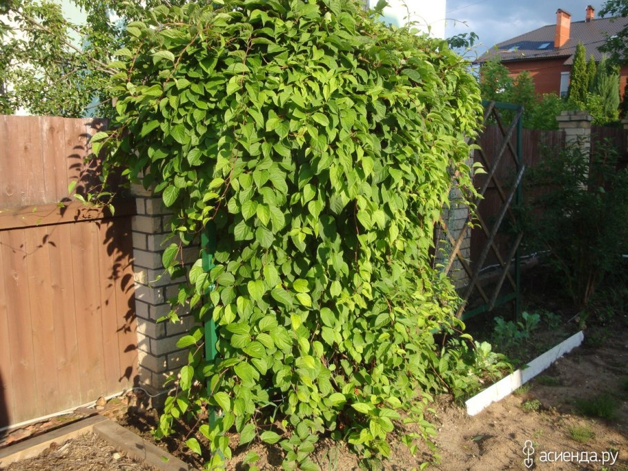Шпалера для актинидии коломикта