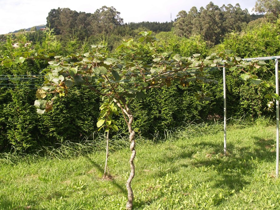 Актинидия коломикта плоды