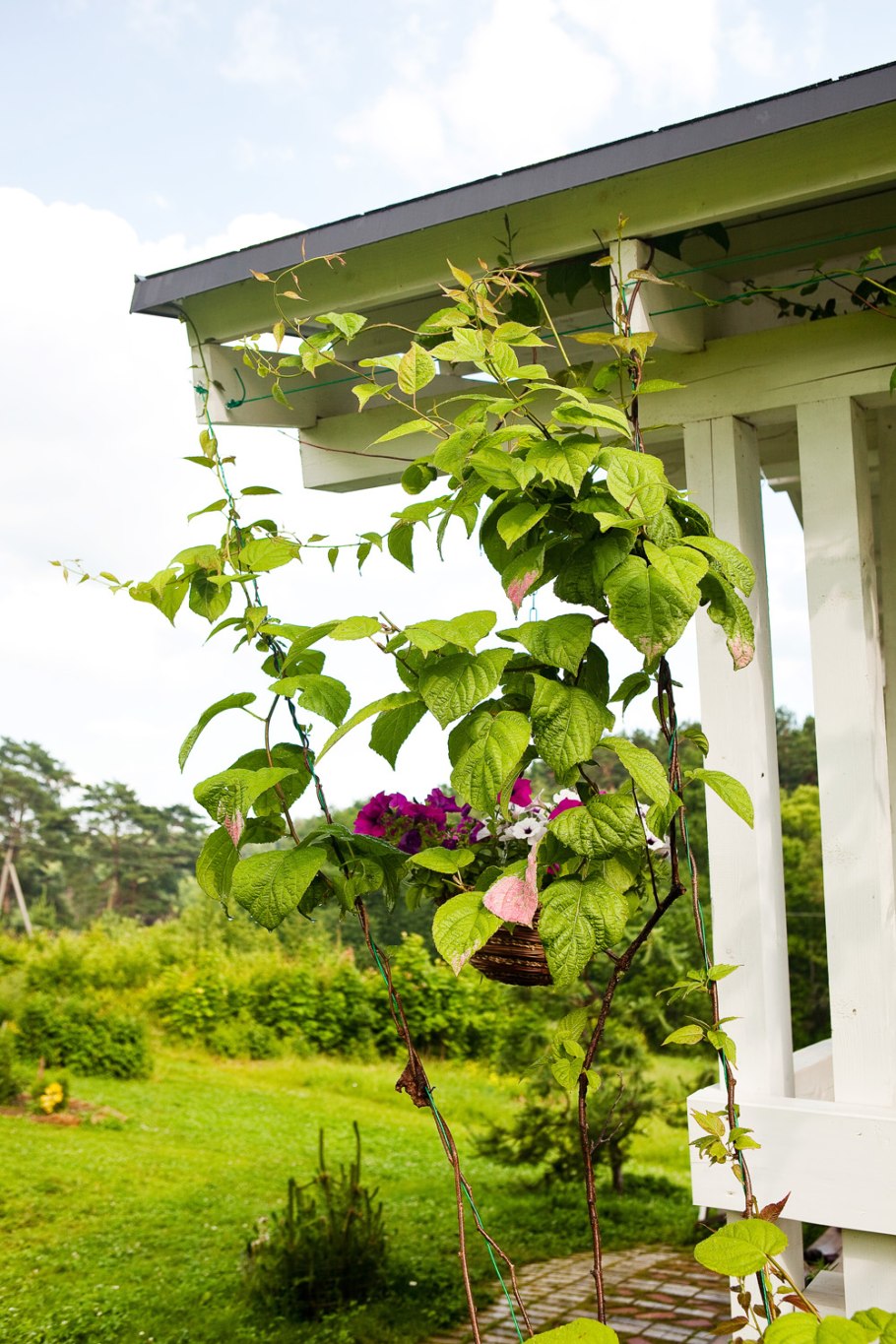 Пергола для актинидии