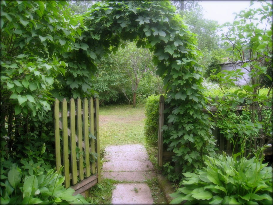 Актинидия аргута Дачная