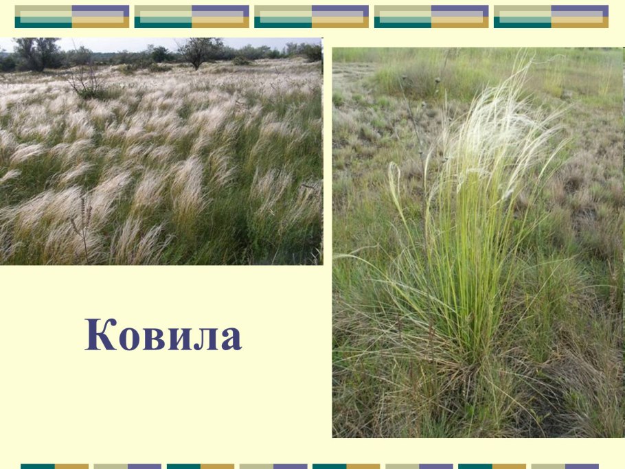 Цветы Степной зоны