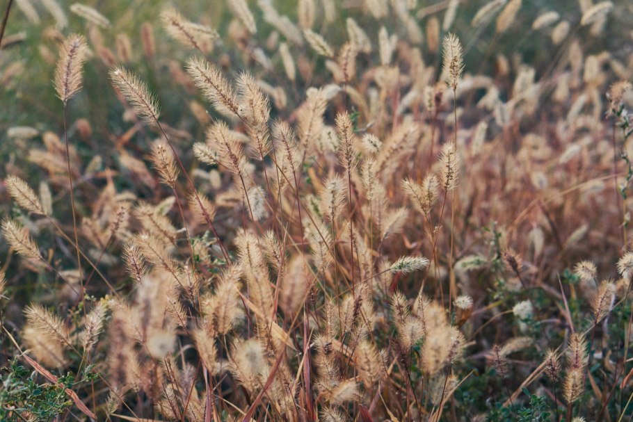 Злаково разнотравная Луговая степь