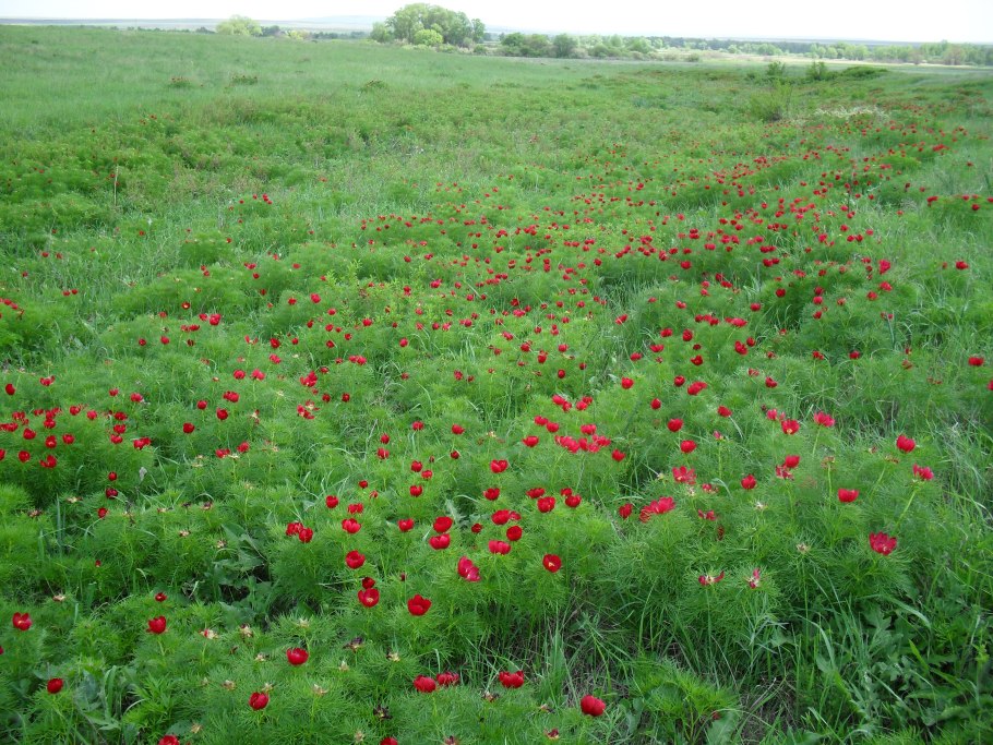 Степные тюльпаны Эльтон