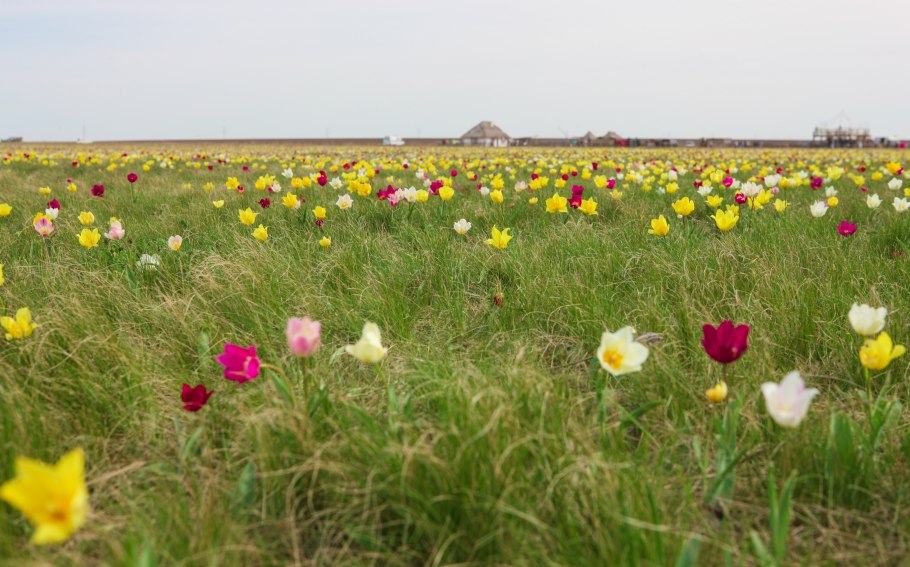 Растения Донской степи