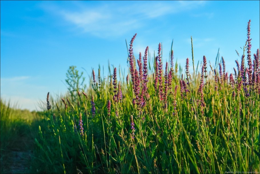 Причерноморская степь