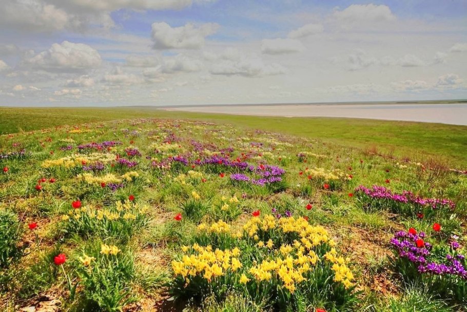 Трава в степи