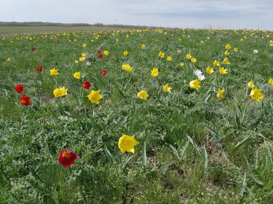 Типчаково полынная степь