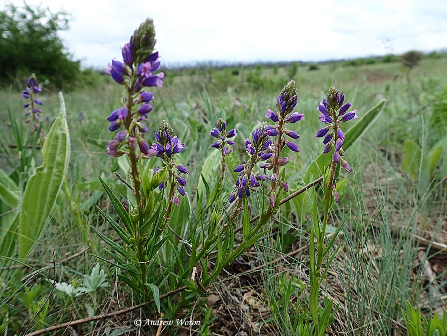Ковыль, Типчак, кострец, Дрофа, суслик,