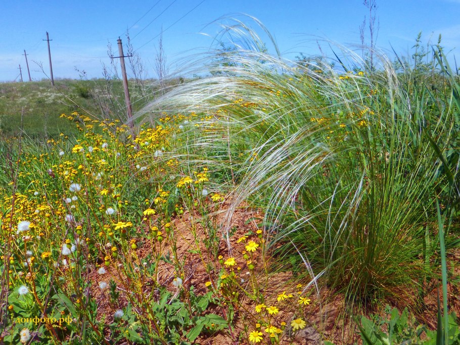 Финайкинская Тюльпанная степь