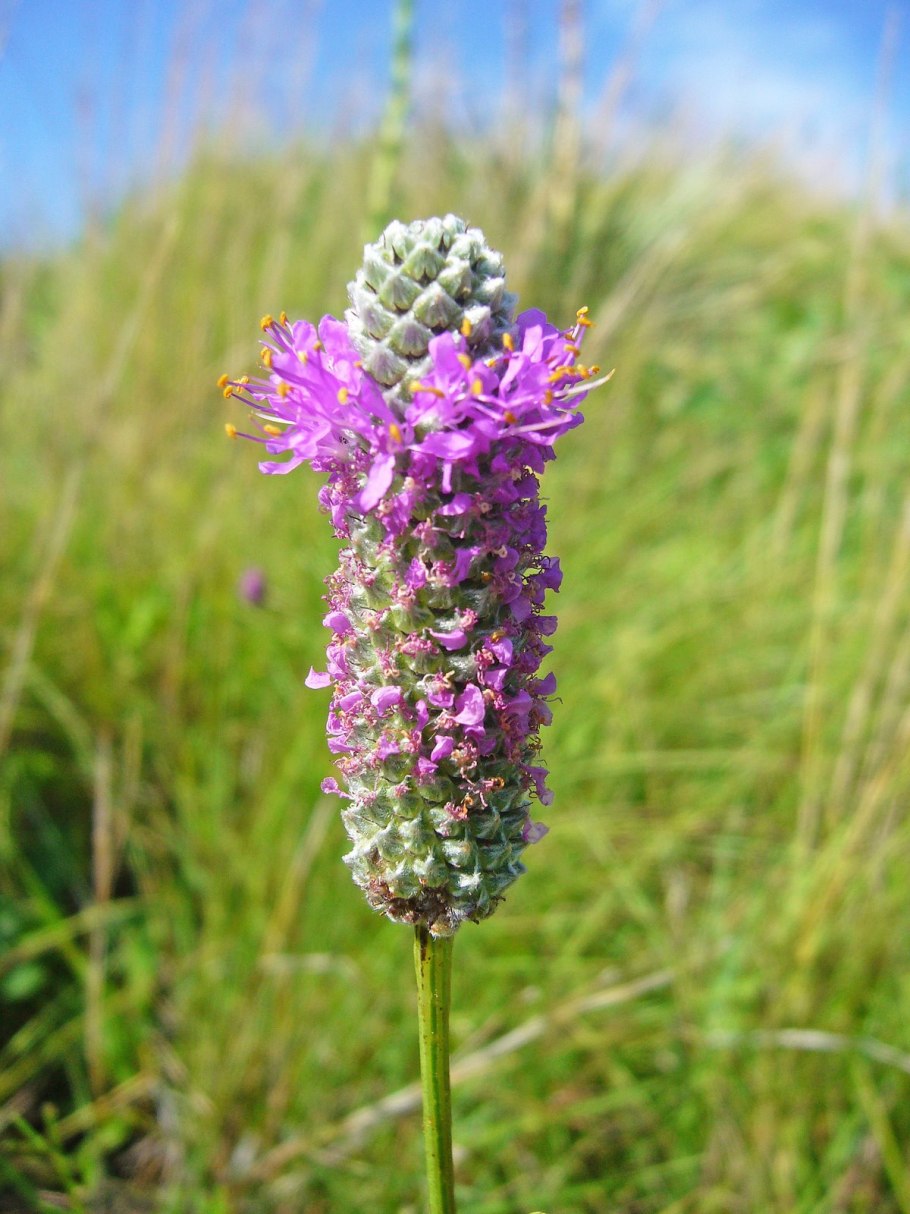 Шалфей Степной