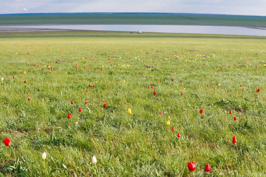 Степи Казахстана Флора