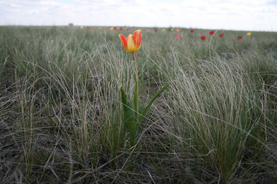 Понтийско Каспийская степь Флора