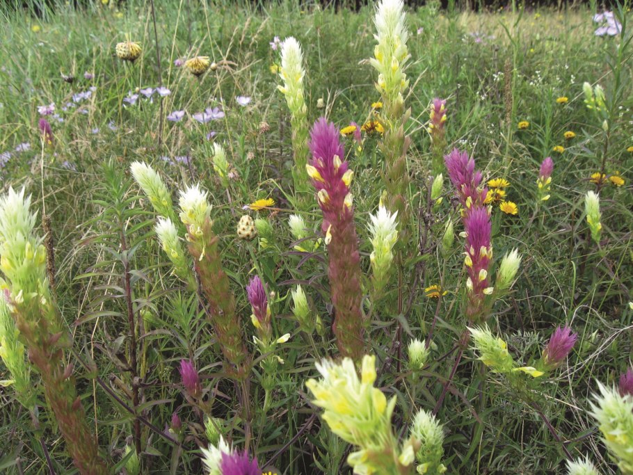 Травянистые растения степного Крыма