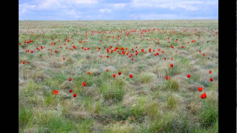 Флора степей России