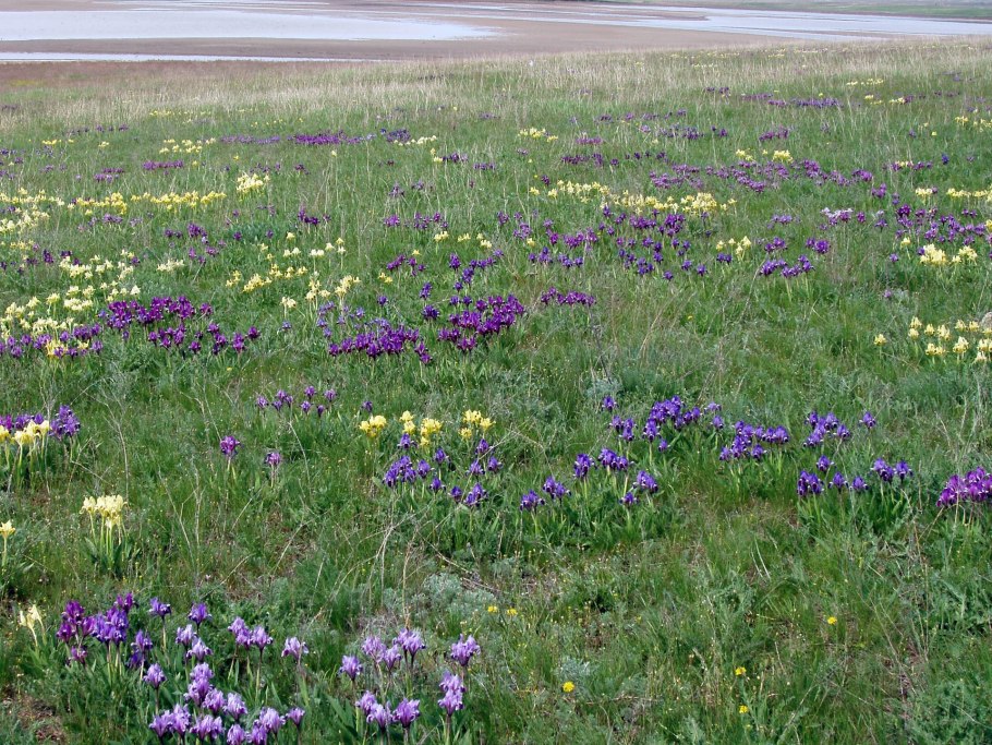 Растение степи стебель