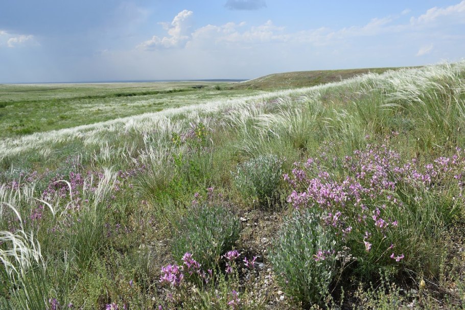 Донской край цветущие Луга