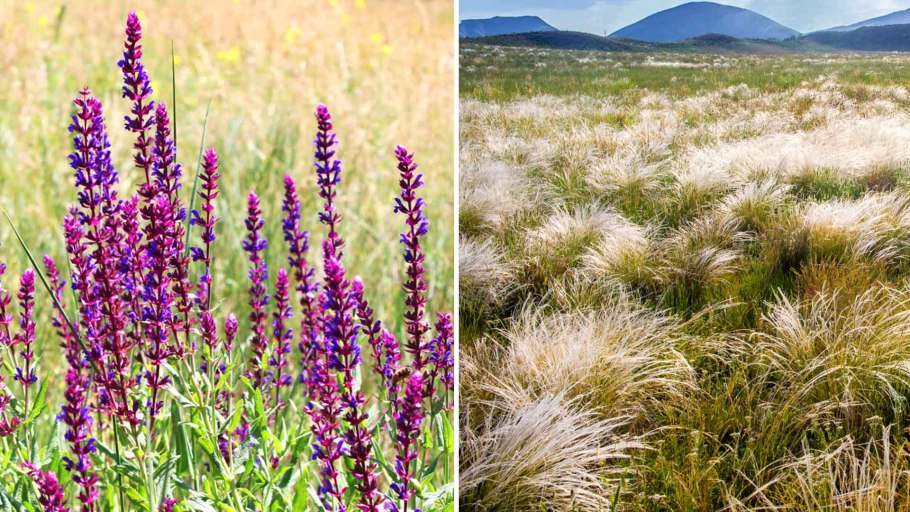 Табулдинская степь