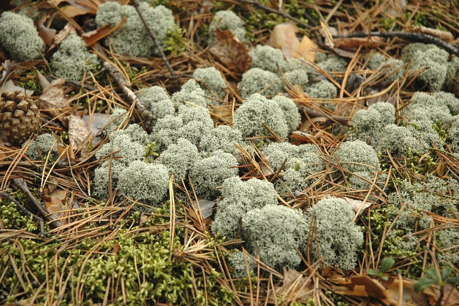 Лишайники Эпифиты