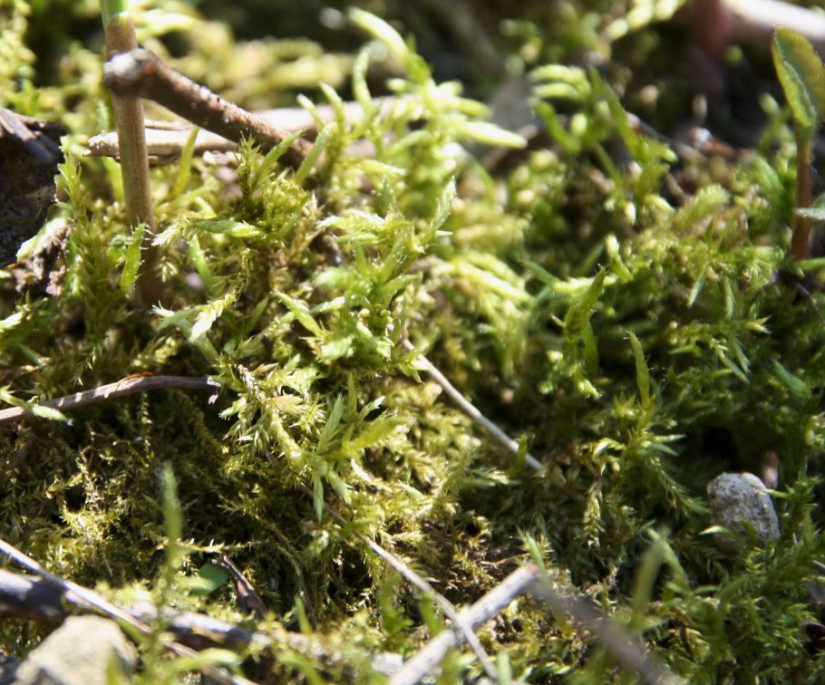 Лишайник и мох на пнях