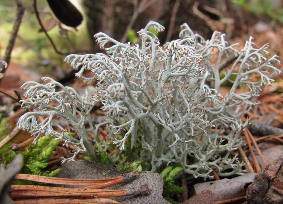 Мох сфагнум Макросъемка