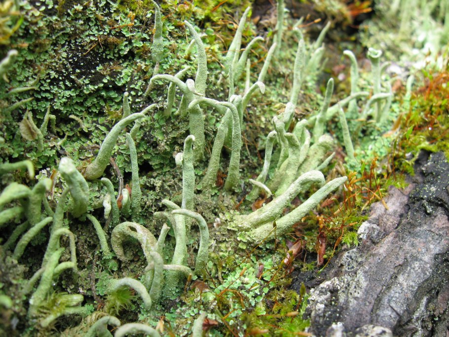 Ризокарпон географический лишайник
