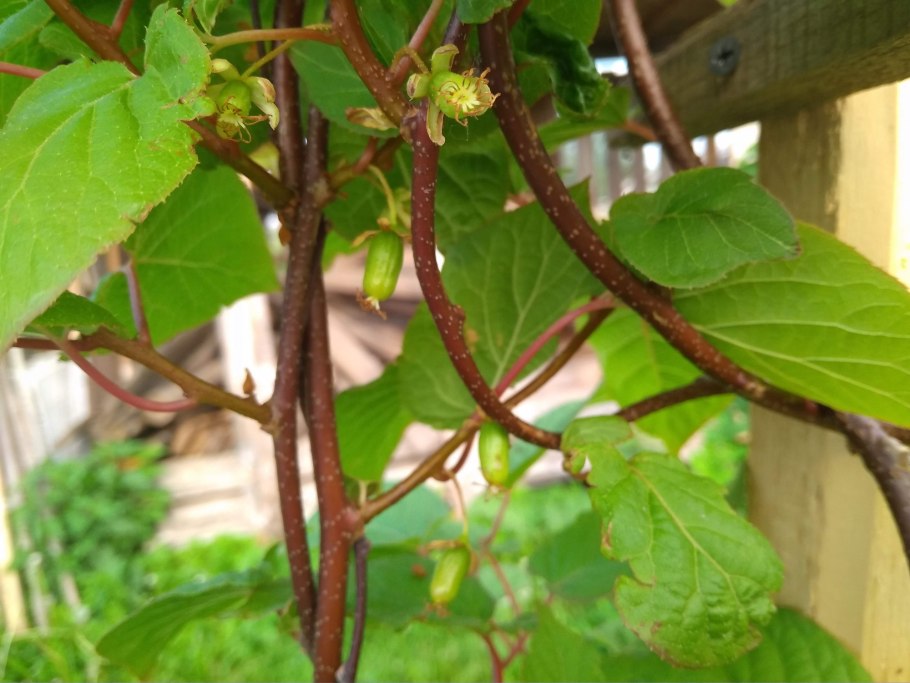 Формировка актинидии коломикта