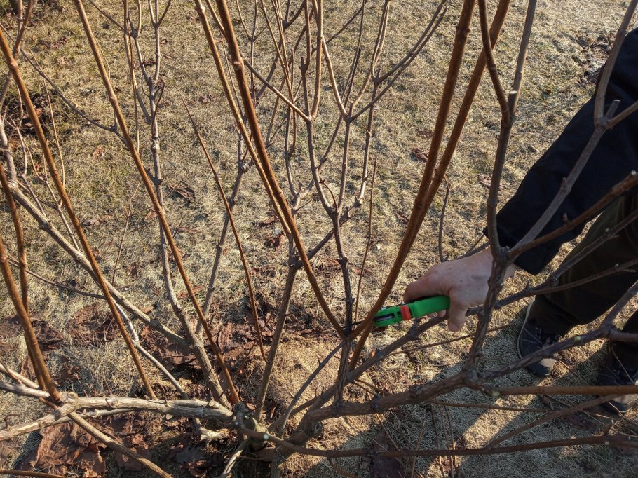 Актинидия коломикта доктор Шимановски