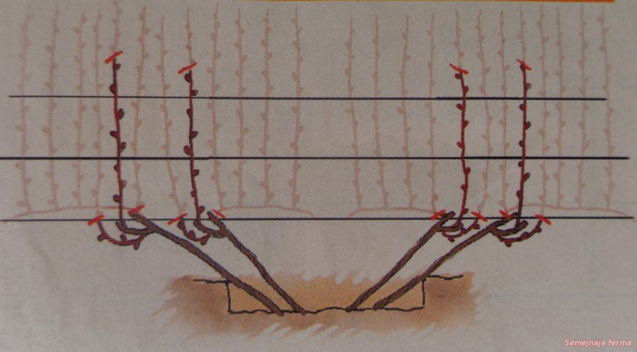 Формировка актинидии