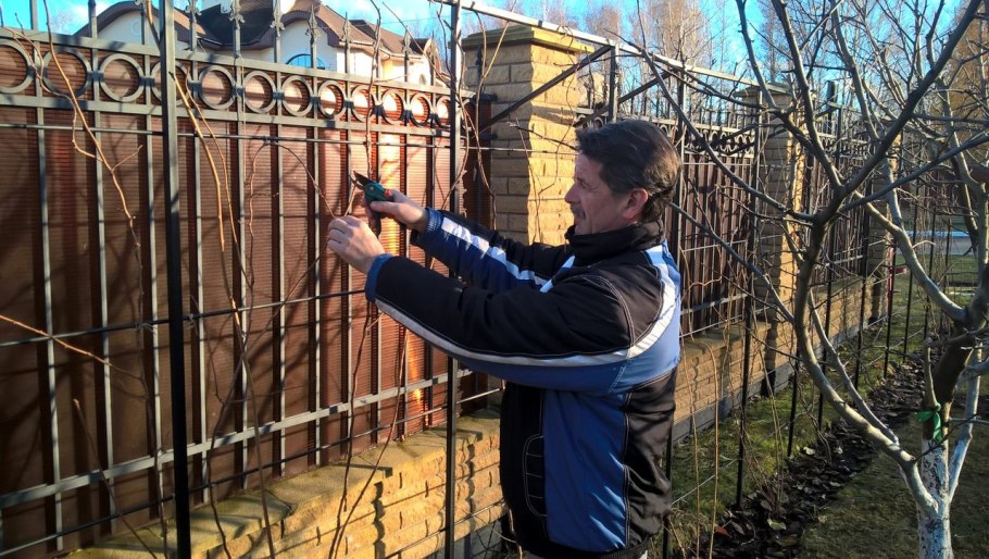 Актинидия корневая поросль