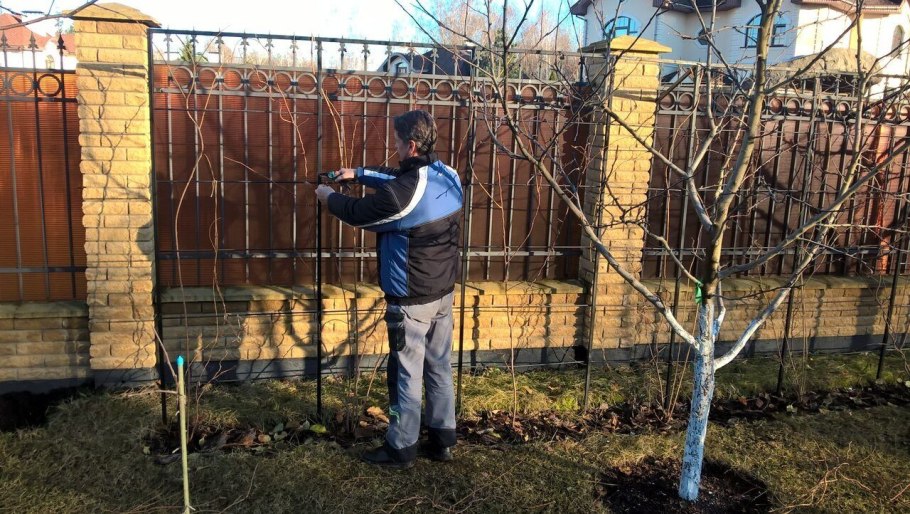 Формировка актинидии на шпалере