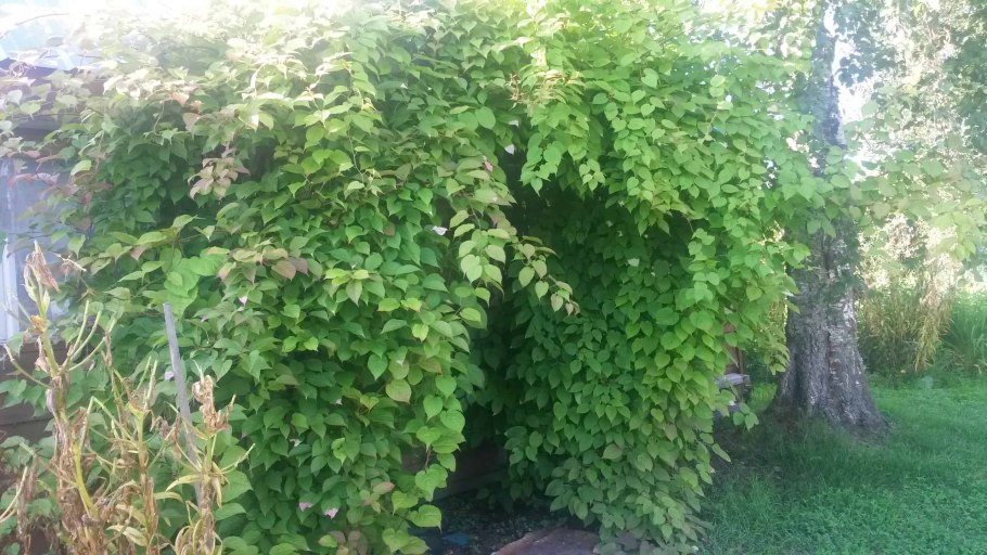 Деревья Espalier