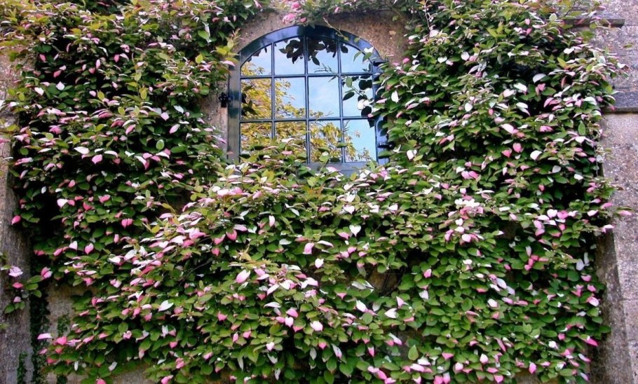 Актинидия шпалера схема