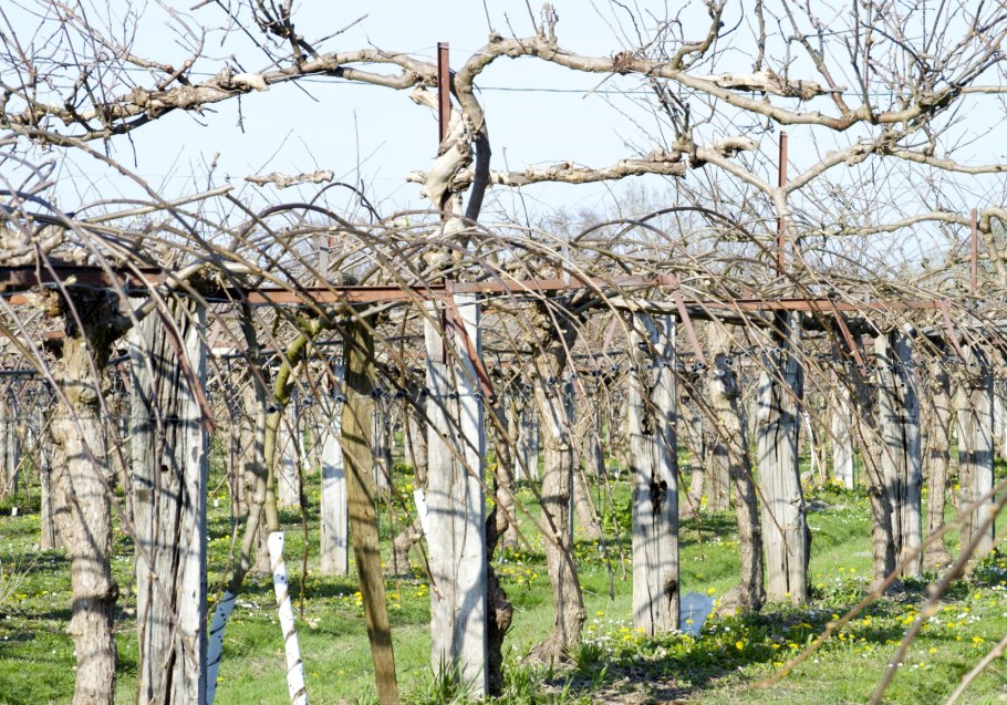 Жимолость коломикта