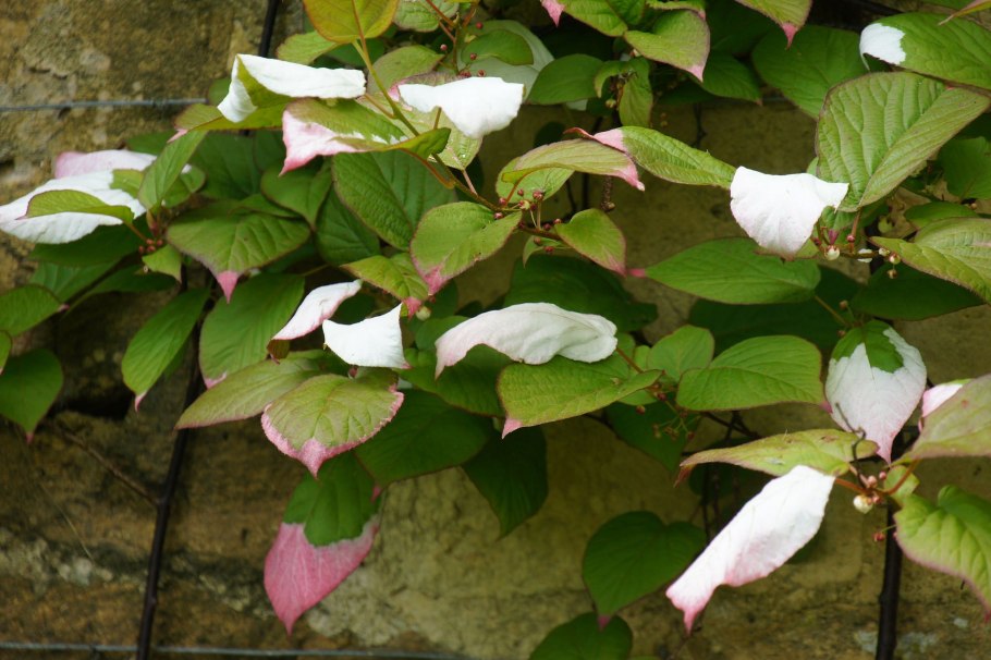 Формировка актинидии