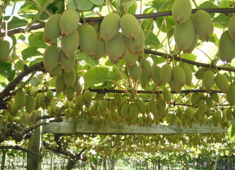 Лиана киви актинидия