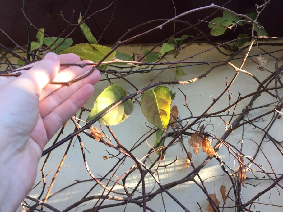 Формировка актинидии аргута