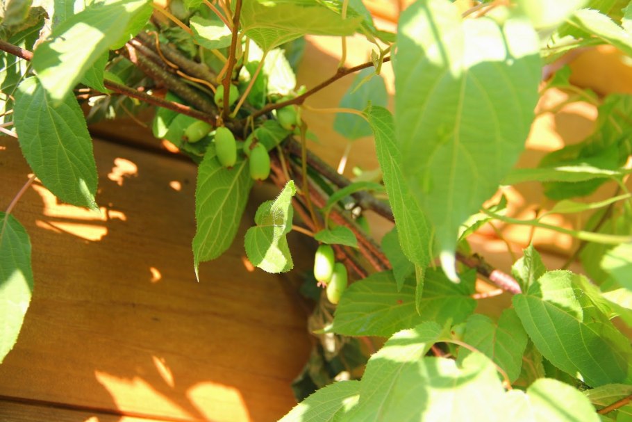 Актинидия посадка