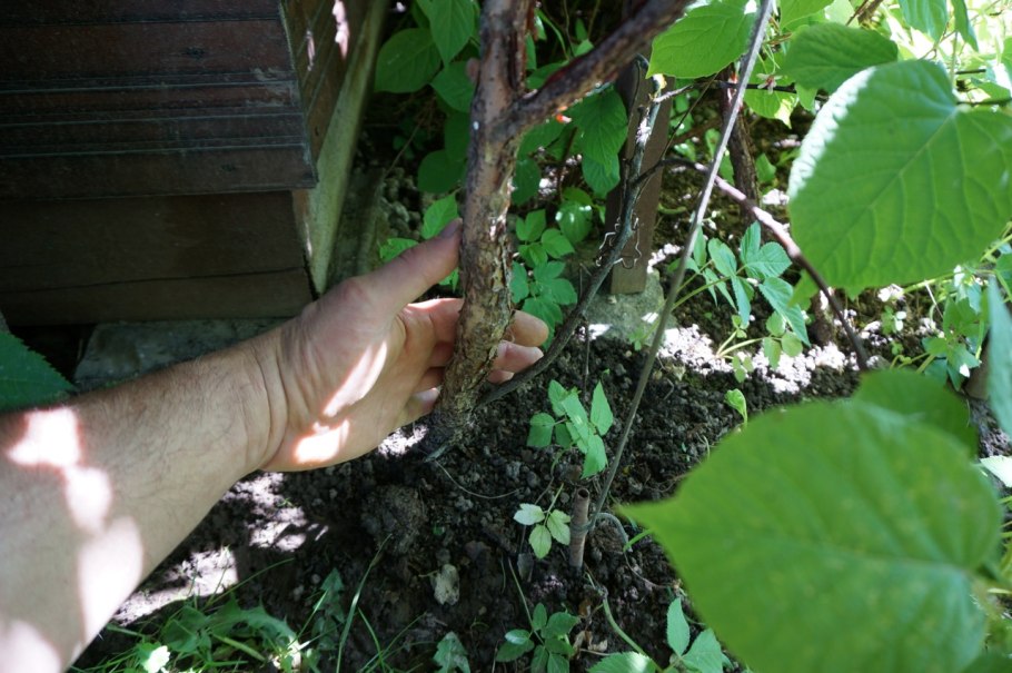 Актинидия коломикта осень