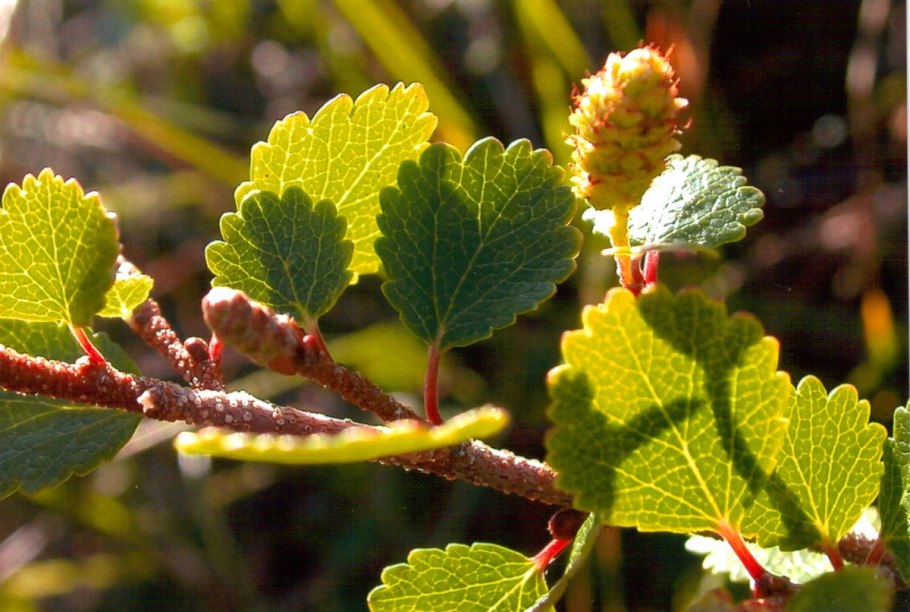 Береза карликовая (Betula nаnа)