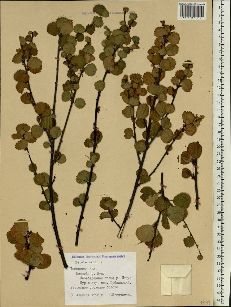 Берёза карликовая Гленгарри