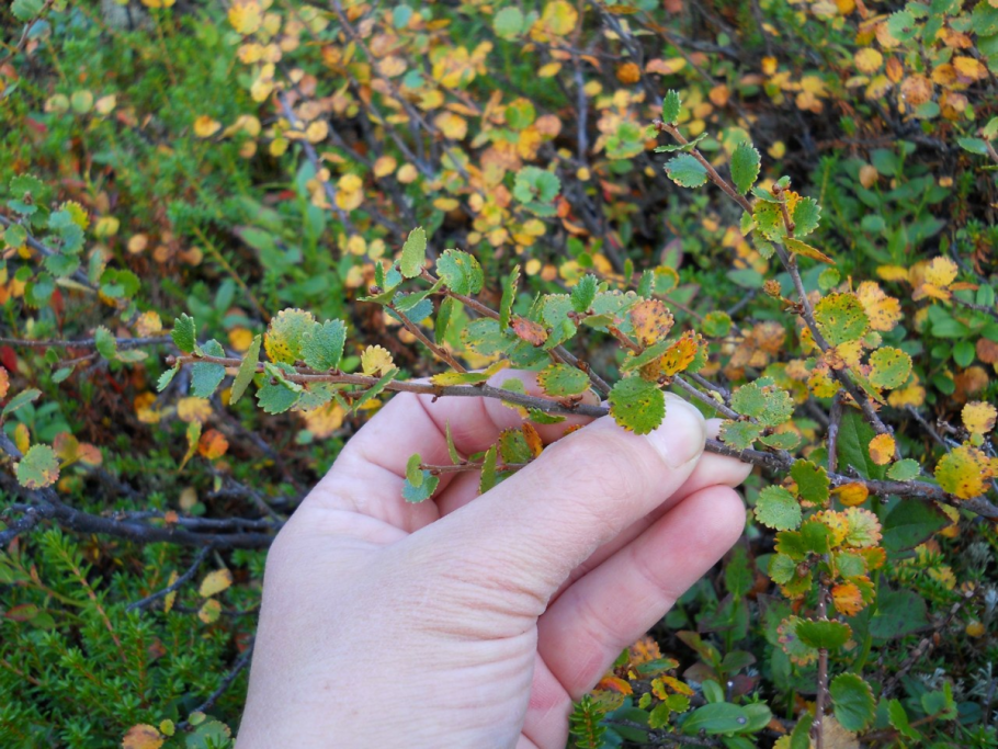 Карликовые берёзы (Ёрник