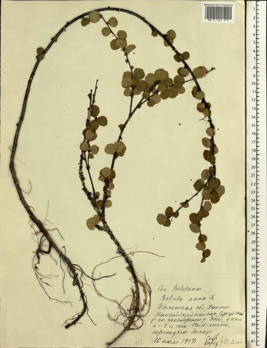 Карликовая берёза в тундре