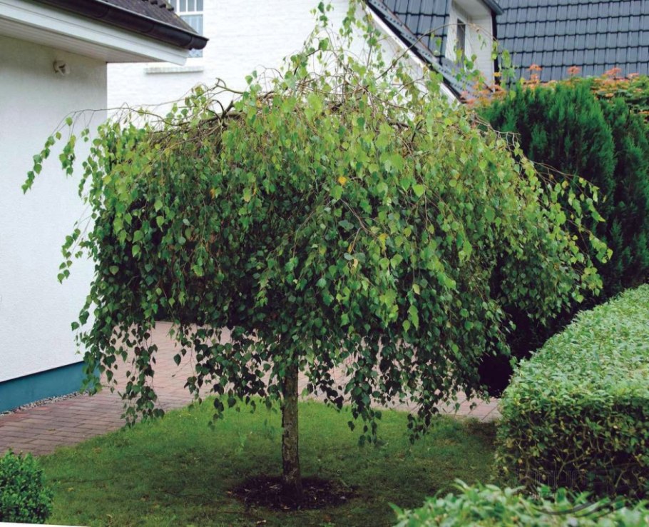 Бетула Нана