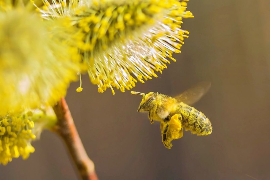 Гыданский заповедник карликовая берёза